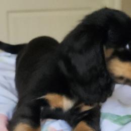 Dachshunds from Joe's Dachshunds