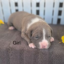 Girl 1 - Blue female American Pit Bull Terrier puppy in Tenino, Washington from West Winds American Pit Bull Terriers