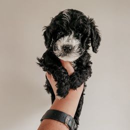 Chadd - Black and white male Sheepadoodle puppy in Wabash, Indiana from DOODCompany