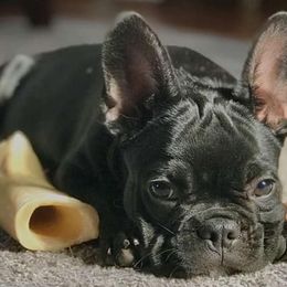 French Bulldogs from Kallis Family Frenchies