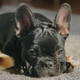 French Bulldogs from Kallis Family Frenchies