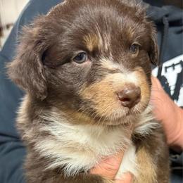 Rose - Red merle female Australian Shepherd puppy in Wellington, Missouri from CV Aussies