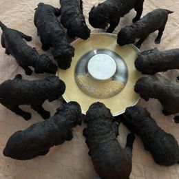 Goldendoodle Puppies from Two Ps in a Pod