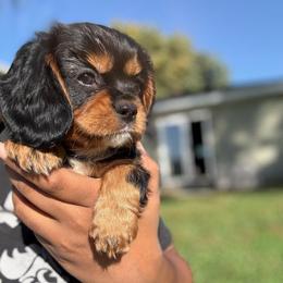 Milo AKC - Black and tan male Cavalier King Charles Spaniel puppy in Fairmount, Indiana from Dream Maker Cavaliers