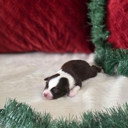E - Red tri male Toy Australian Shepherd puppy in Killen, Alabama from Wilkers Wholehearted Mini Aussies