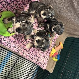 Girl 1 - female Miniature Schnauzer puppy in Wake County, North Carolina from Catherine Rohrer's Miniature Schnauzers