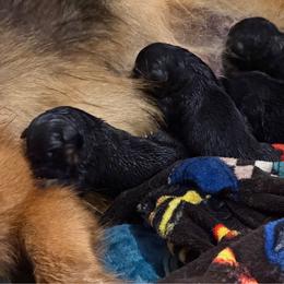 Girl 1 - Black and red female German Shepherd puppy in Colorado Springs, Colorado from Vom Grossen Himmel