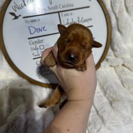 Dove- purple collar - Yellow female Labrador Retriever puppy in Troy, South Carolina from Wicked Flyer Retrievers