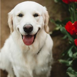 Ruby - Golden Retriever