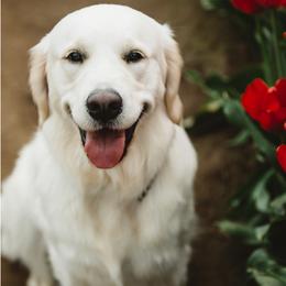 Ruby - Golden Retriever