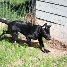 German Shepherd Puppies from Vom Haus Elbrus Kennel