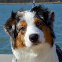 Adele - Australian Shepherd