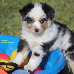 Pippin, blue eyes - Miniature American Shepherd puppy in Hillsdale, Michigan from Faithwalk Aussies and Mini American Shepherds