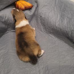 Theodore - Sable and white male Collie puppy in Mattoon, Illinois from Gold Leaf Collies