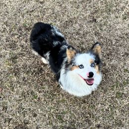 Finn - Pembroke Welsh Corgi