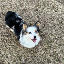 Finn - Pembroke Welsh Corgi