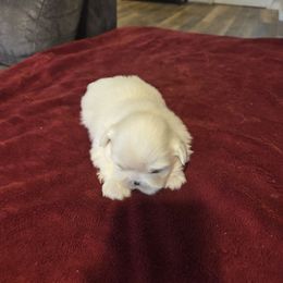 Kong - White male Pekingese puppy in Kingman, Arizona from Faith Harvey