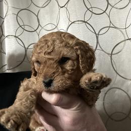 Daisy (purple collar) - Brown female Cavapoo puppy in Modesto, California from Molly n Friends