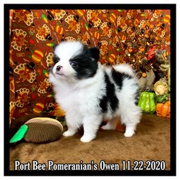 Pomeranian Puppies from Port Bee Pomeranian’s