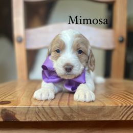 Mimosa - Bernedoodle puppy from Sweet Pea Bernedoodles
