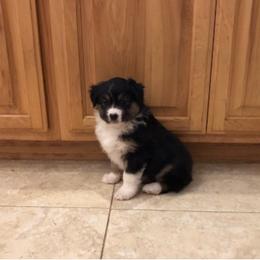 Girl 3 - Black tri-color female Australian Shepherd puppy in Phoenix, Arizona from Heartfire Aussies