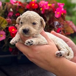 Snow Cone - Apricot female Goldendoodle puppy in Wharton, Texas from Little Fur Friends