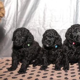 Poodle Puppies from Laminin Poodles