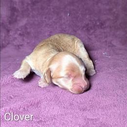 Clover - Cream male Cockapoo puppy in Sunset, Louisiana from Cano Cockapoos
