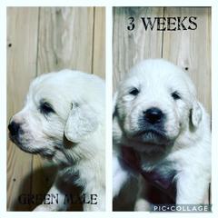 Boy 2 - Great Pyrenees puppy in Gibsonia, Pennsylvania from Little Deer Creek Farm AKC Great Pyrenees