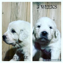 Boy 2 - Great Pyrenees puppy in Gibsonia, Pennsylvania from Little Deer Creek Farm AKC Great Pyrenees