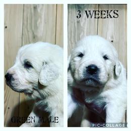 Boy 2 - Great Pyrenees puppy in Gibsonia, Pennsylvania from Little Deer Creek Farm AKC Great Pyrenees
