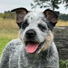 Captain - Australian Cattle Dog puppy in Devalls Bluff, Arkansas from Coolhand's Australian Cattle Dogs