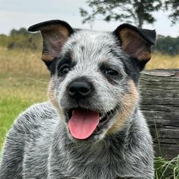 Captain - Australian Cattle Dog puppy in Devalls Bluff, Arkansas from Coolhand's Australian Cattle Dogs