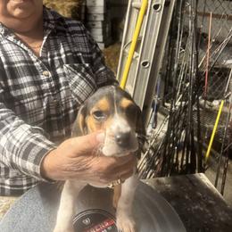Puppy 3 - White black and tan male Beagle puppy in Martinton, Illinois from Iroquois River Beagles