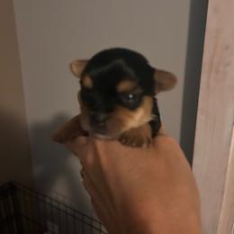Snoopy - Blue and gold male Yorkshire Terrier puppy in Hot Springs, Arkansas from Weslynn Kennels