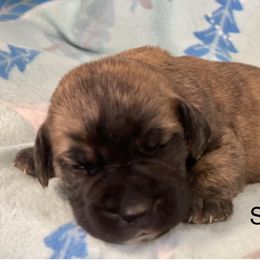 Boerboel, Shorkie, and Toy Australian Shepherd Puppies from SATA Kennels