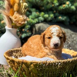 Simon-Peter - Apricot male Goldendoodle puppy in Urbana, Illinois from ZaraDoodles
