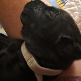 Girl 2 - female Labrador Retriever puppy in Theodore, Alabama from Folklore Canine L.L.C