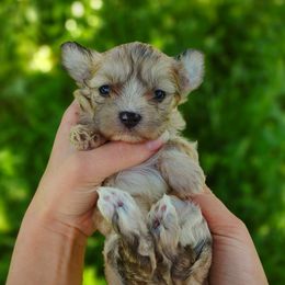Exotic merle Ember - Merle female Morkie puppy in Barren Springs, Virginia from Seeking Shalom Acres Maltese, Maltipoos & Havamalts