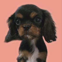 Pink - Black and tan female Cavalier King Charles Spaniel puppy in Glendale, Arizona from Comforting Cavaliers