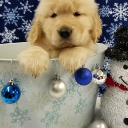 Golden Retriever Puppies from SUN-GOLDEN KENNELS