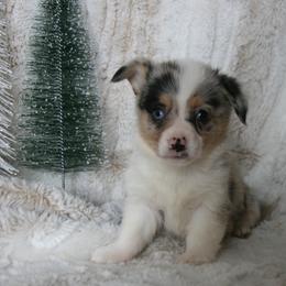 Melvin - Blue male Companion Cross puppy in Fairview, South Dakota from Dakota Toy Aussies