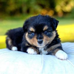 Paw Patrol Liberty - Black tri female Toy Australian Shepherd puppy in Tennessee from Coolsprings Aussies