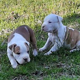 American Staffordshire Terrier and French Bulldog Puppies from Cicero Kennels