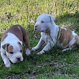 American Staffordshire Terrier and French Bulldog Puppies from Cicero Kennels