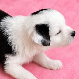 Pocket Puppy - Black tri-color female Australian Shepherd puppy in Marshall, Virginia from Aussie Tales Farm