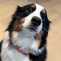 Gemma - Australian Shepherd