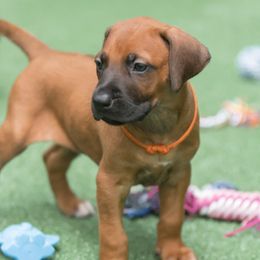 Rhodesian Ridgeback Puppies from Chicora Rhodesian Ridgebacks