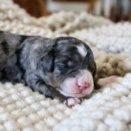 Hudson - Blue merle male Bernedoodle puppy in Apple Creek, Ohio from Cuddle Paws