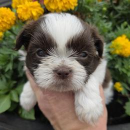 Chocolate spotted boy - Liver and white male Shih Tzu puppy in Vinita, Oklahoma from Locust Creek Shih Tzu & Havanese